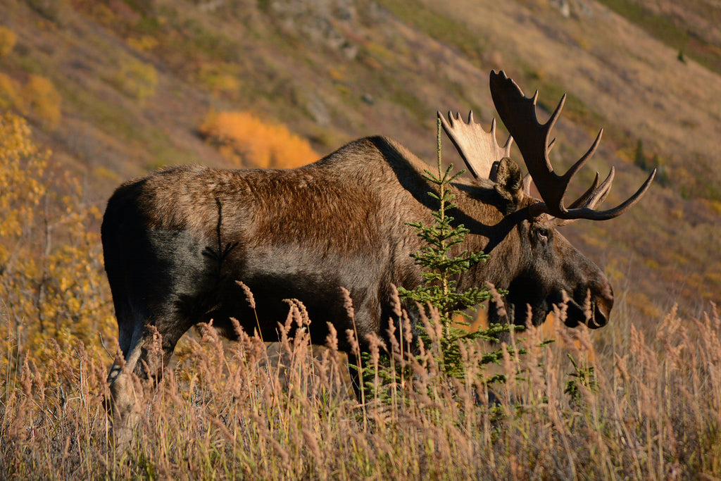 moose hunting alaska