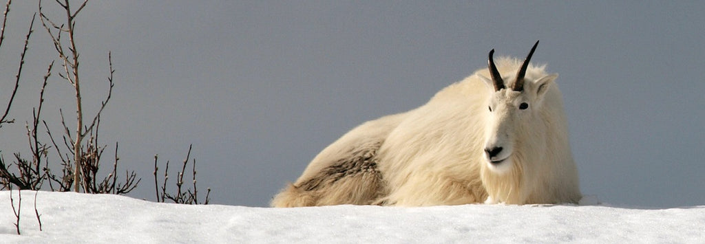 mountain goat hunting in alaska