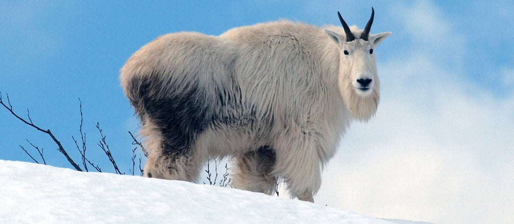 alaska mountain goat hunting
