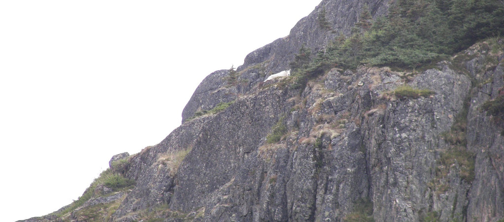 kodiak mountain goat