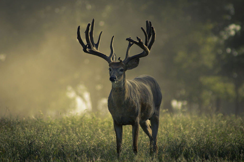 big whitetail buck