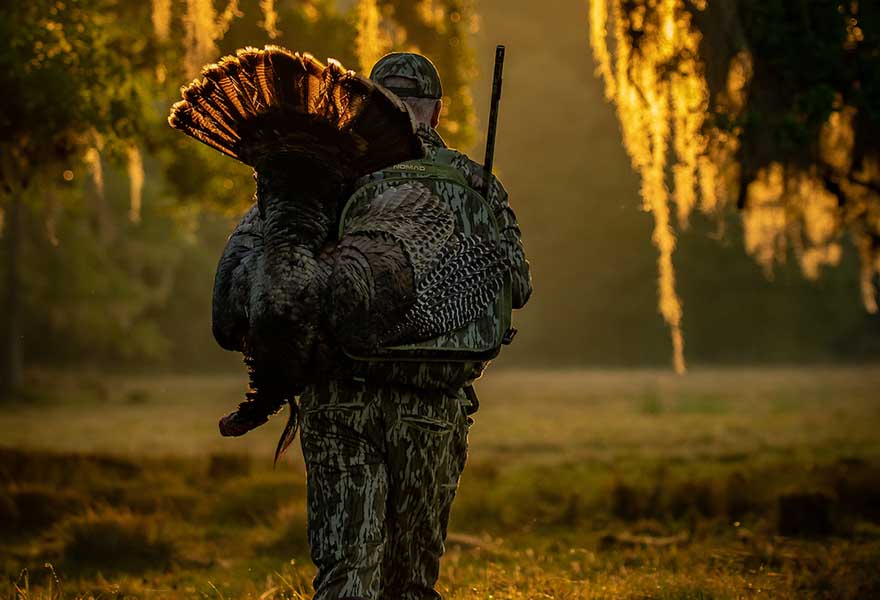 hunter carrying decoy turkey into woods