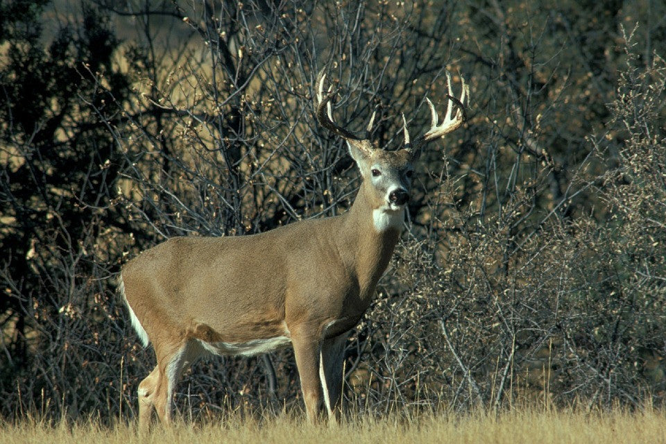 whitetail deer staring at hunter