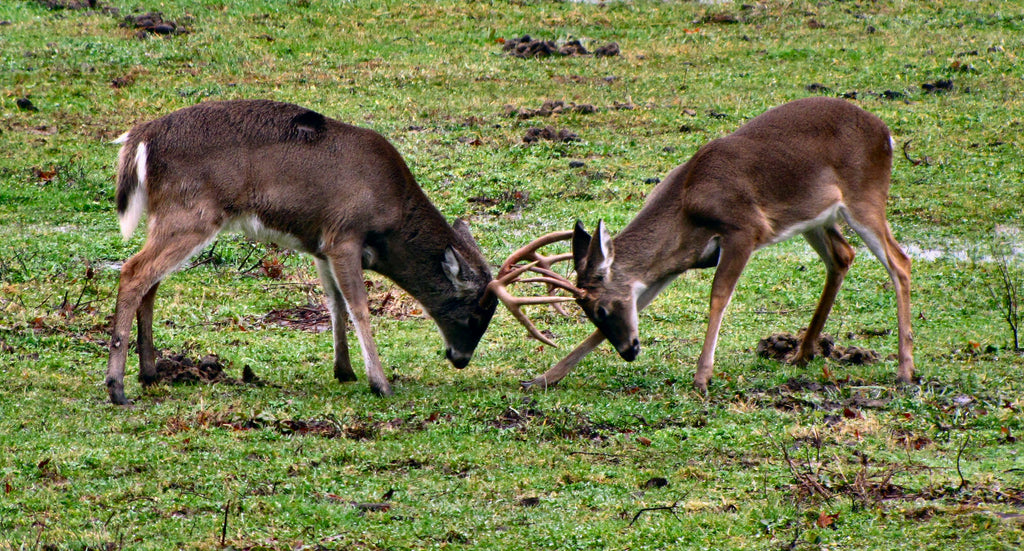 deer fighting