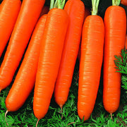 Carrot - 'Scarlet Nantes'