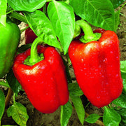 Bell Pepper - 'Sweet Cal Wonder'