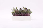 Ceramic Microgreen Grow Tray (no seeds, just planter tray)