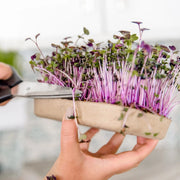 Summer Gardening Collection: 12 Kit Bundle (Herbs, Veggies, Mushrooms,  & Microgreens)