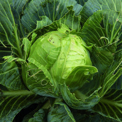 Cabbage - 'Golden Acre'