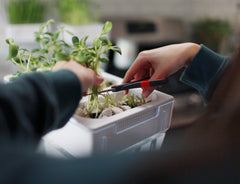 Microgreen Seed Packets - Shades Of Green Seed Bundle - Back to the Roots