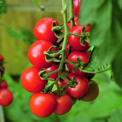 Tomato - 'Red Cherry'