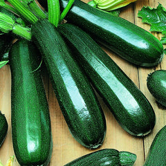 Zucchini - 'Black'