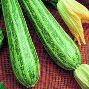 Zucchini - 'Cocozelle'