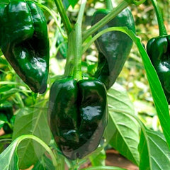 Organic Pepper Medley 5-Pack