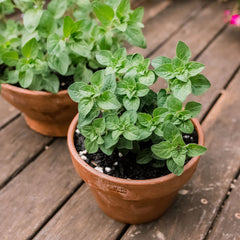 Organic Herb Garden 5-Pack