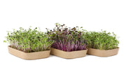 Organic Microgreens Kit, Variety 3-Pack 🌱