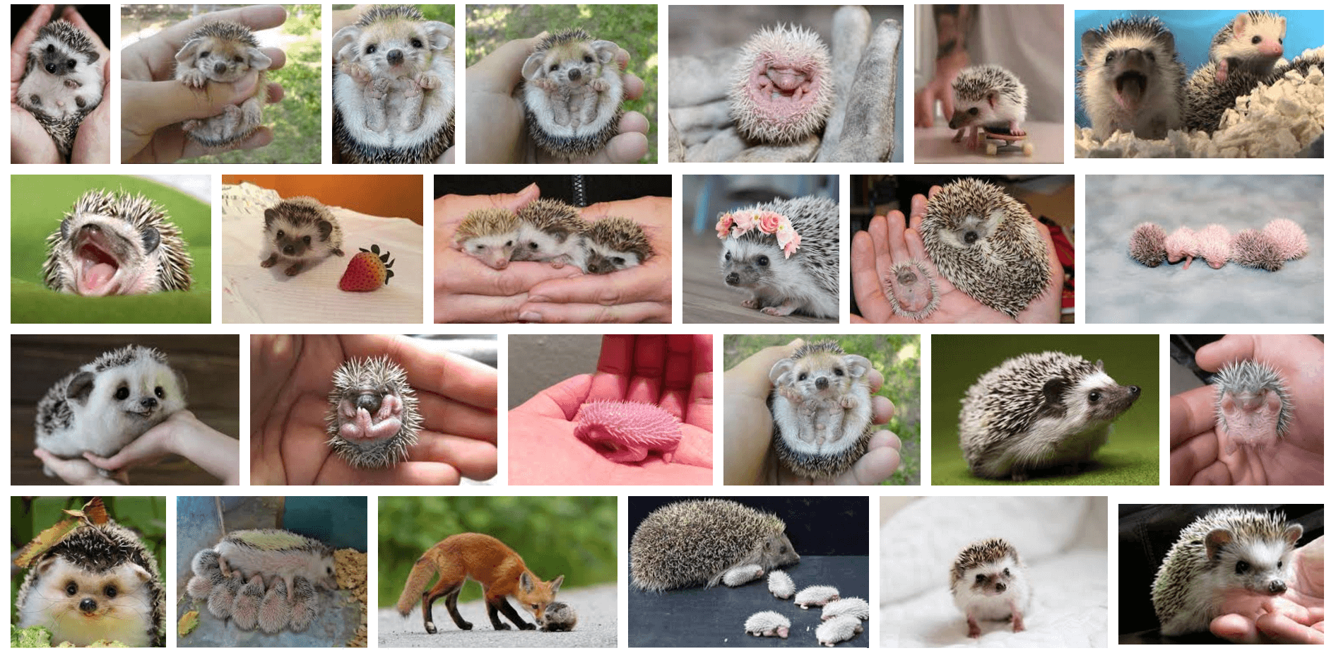 La Vie en Orange screenshot of Google Image Search "baby hedgehog" excerpts taken on January 30, 2017.