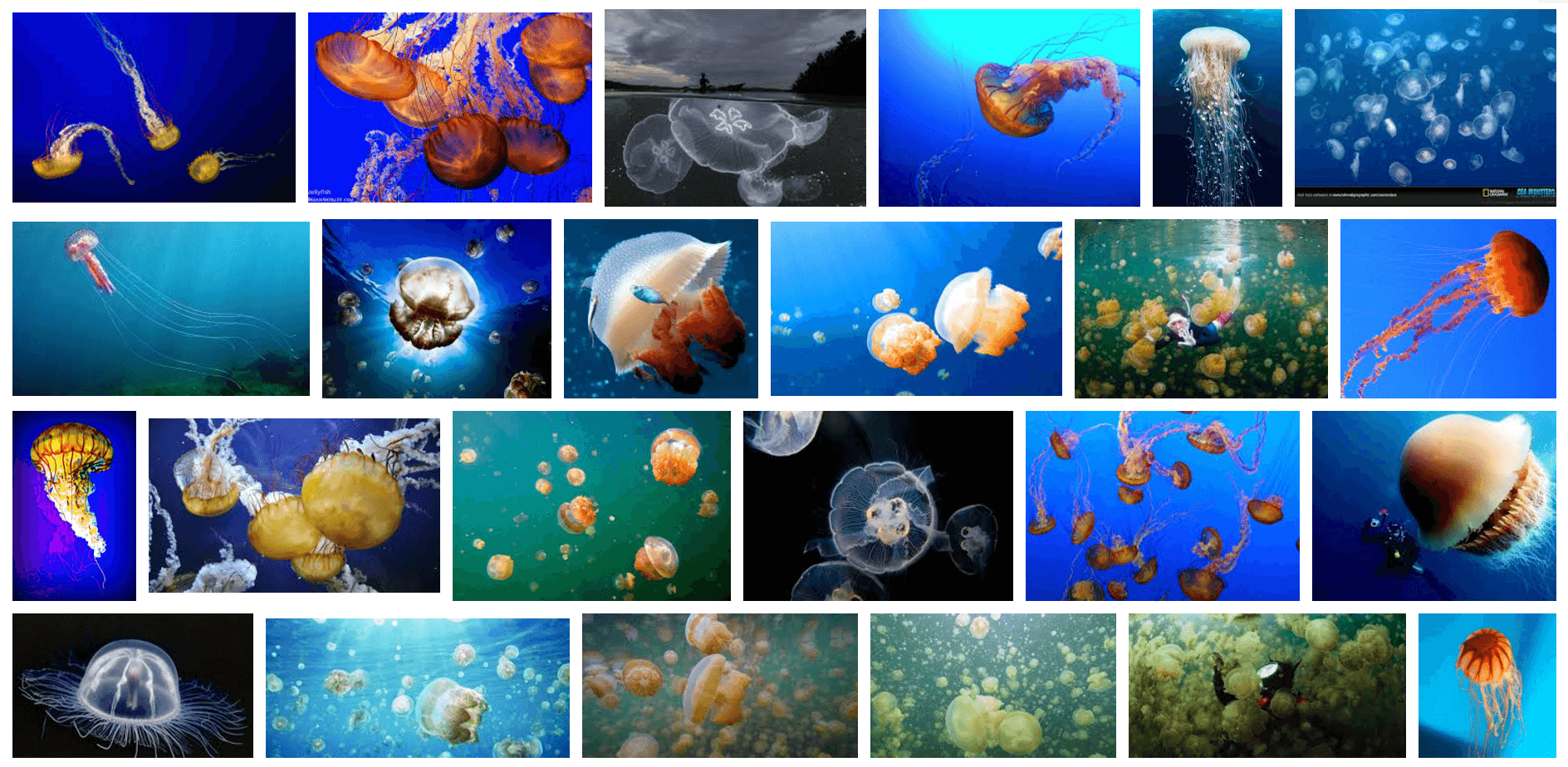 La Vie en Orange screenshot of Google Image Search results for "national geographic jellyfish" taken on February 2, 2017.