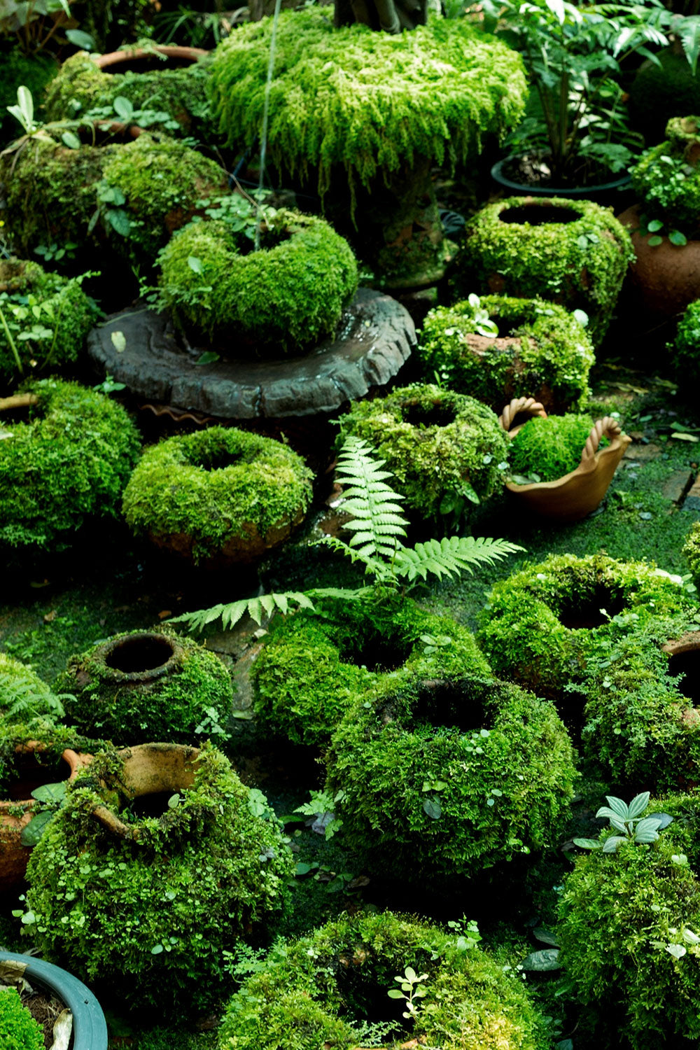 DIY Moss-Covered Pots for your garden