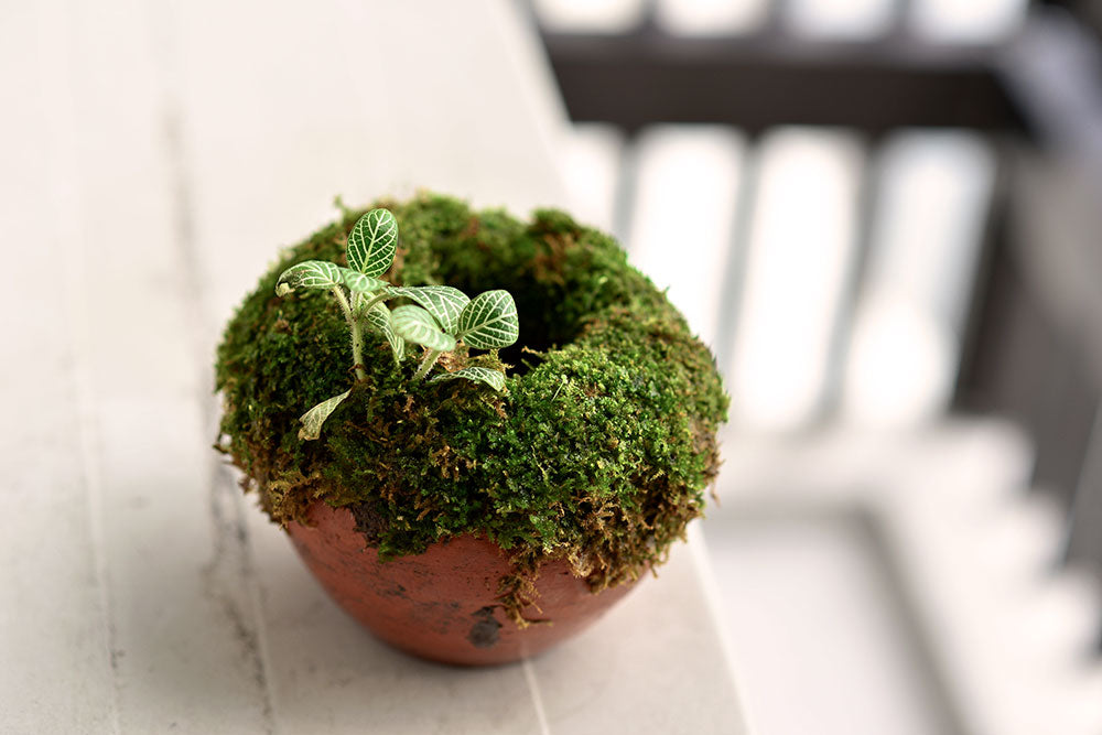 DIY Moss Covered Pot