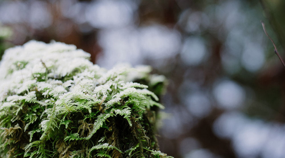 DIY Project: Moss Covered Pots