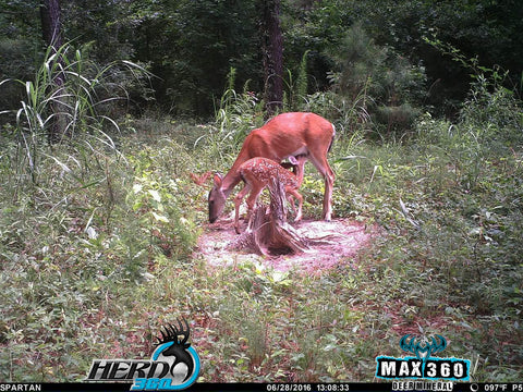 Doe and her fawn at a Max 360 deer mineral site