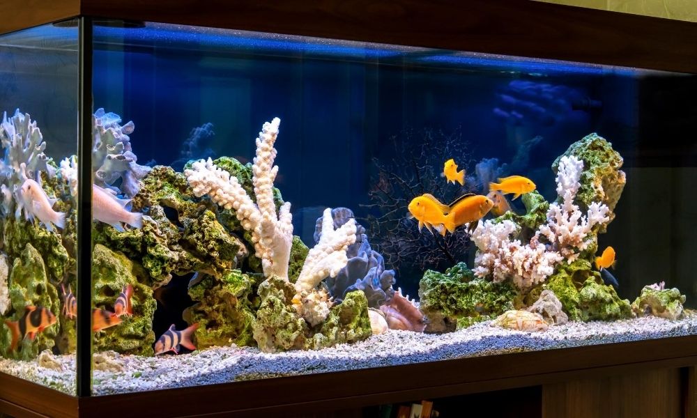 How to Maintain a Fish Tank