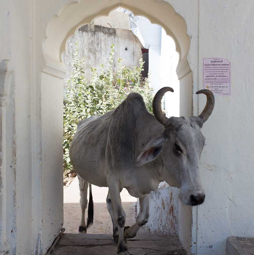 Pushkar Cow Temples