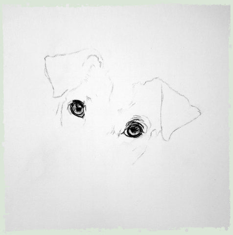 charcoal-portrait-jack-russell-3