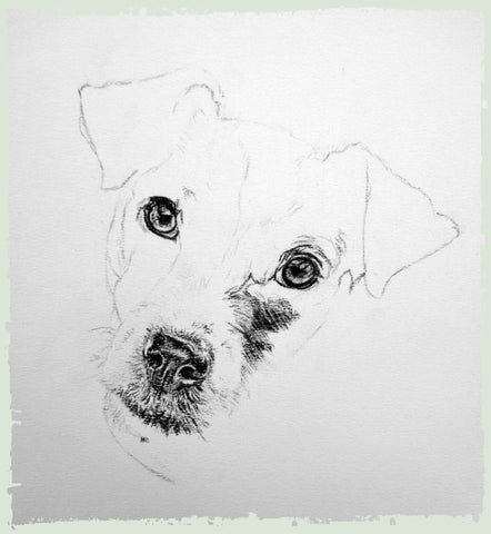 charcoal-portrait-jack-russell-4