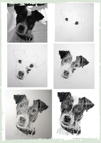 charcoal-portrait-jack-russell-2