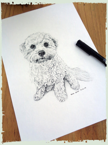 charcoal-portrait-cavachon-4