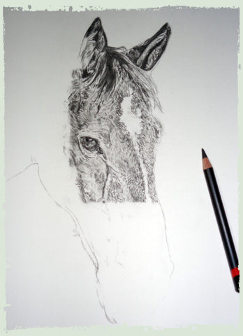 charcoal-portrait-danny-horse-4