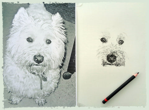 charcoal-drawing-west-yorkshire-terrier-1
