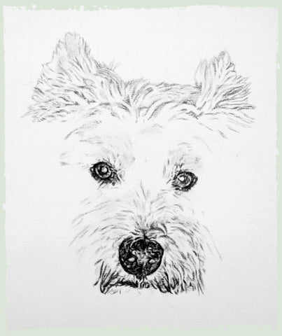 charcoal-drawing-west-yorkshire-terrier-3