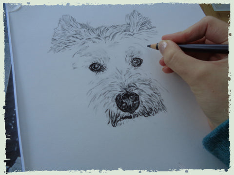 charcoal-drawing-west-yorkshire-terrier-4