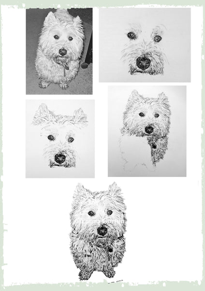 charcoal-drawing-west-yorkshire-terrier