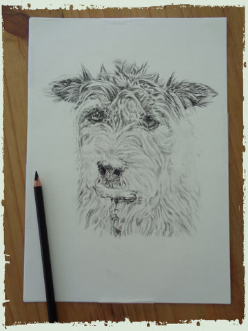 charcoal-portrait-terrier-4