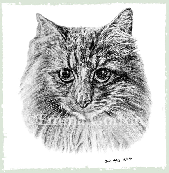 ben-cat-portrait-cotswolds-blog
