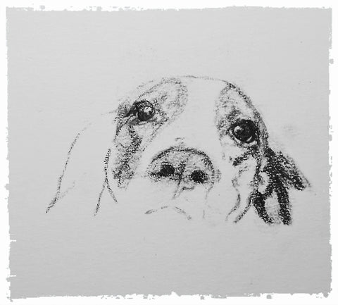 charcoal-portrait-basset-hound-border-collie-10