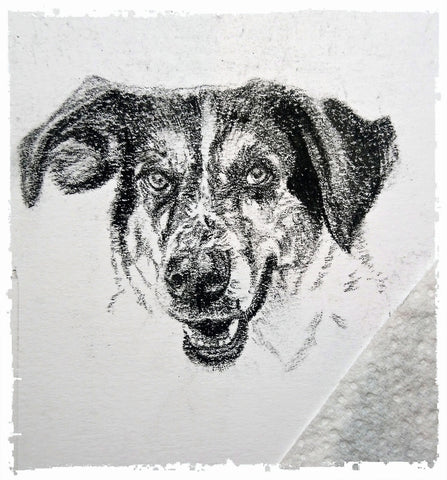 charcoal-portrait-basset-hound-border-collie-3