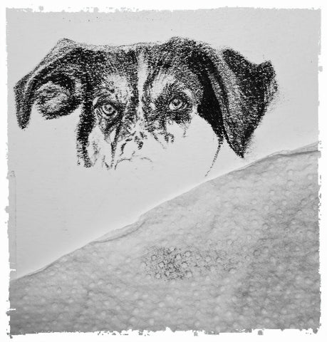 charcoal-portrait-basset-hound-border-collie-5