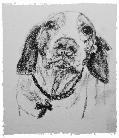 charcoal-portrait-basset-hound-border-collie-8