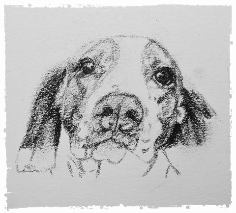 charcoal-portrait-basset-hound-border-collie-9