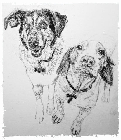 charcoal-portrait-basset-hound-border-collie