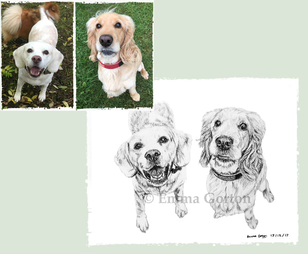 charcoal-portrait-beagle-retriever-max-milo-21