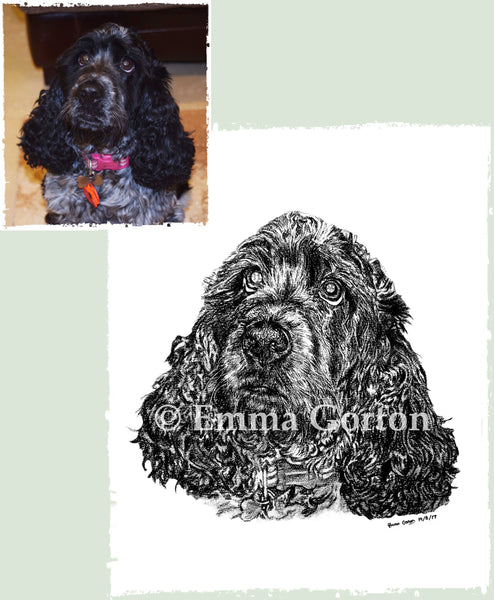 charcoal-portrait-cally-cocker-spaniel-1