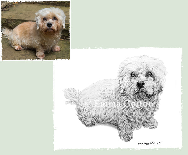 charcoal-portrait-cassie-dandy-dinmont-terrier-2jpg