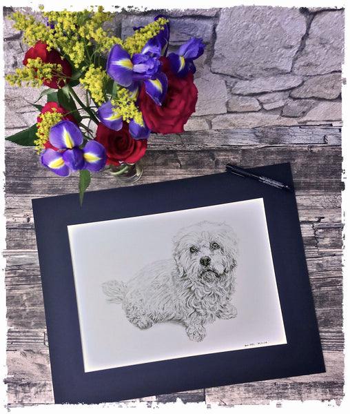 charcoal-portrait-cassie-dandy-dinmont-terrier-3