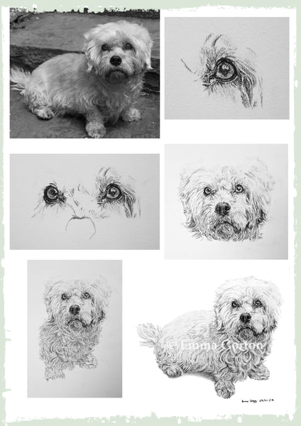 charcoal-portrait-cassie-dandy-dinmont-terrier